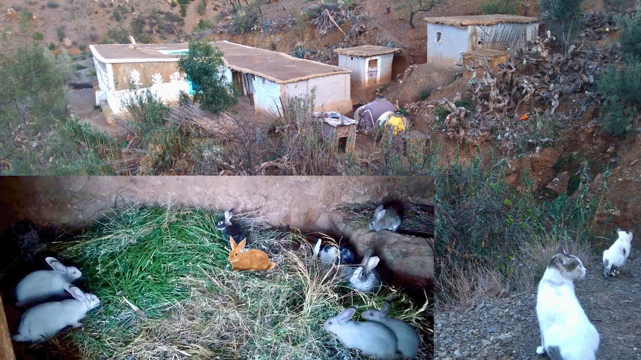 الاجواء القروية في المساء وتربية الأرانب في بيت قديم من تراث أجدادنا في جبال الريف #الحسيمة
