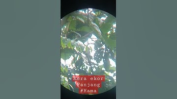 #shorts #Hama#kera ekor panjang#sniperjambol