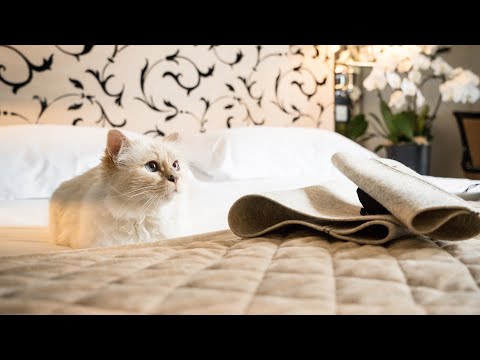 Video: Pet Scoop: Baby Boom pentru Orche de Puget Sound, Choupette-ul lui Lagerfeld face 3 milioane de dolari