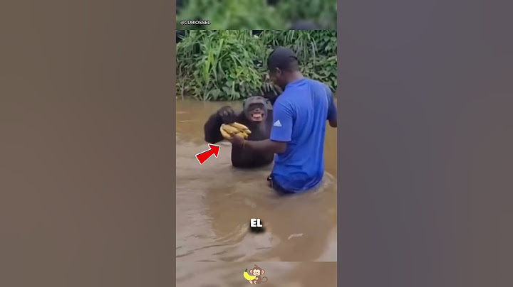 Chimpancé reconoce a su cuidador y hace algo increíble