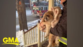 This is the dramatic moment before a dog was saved from a burning house | GMA