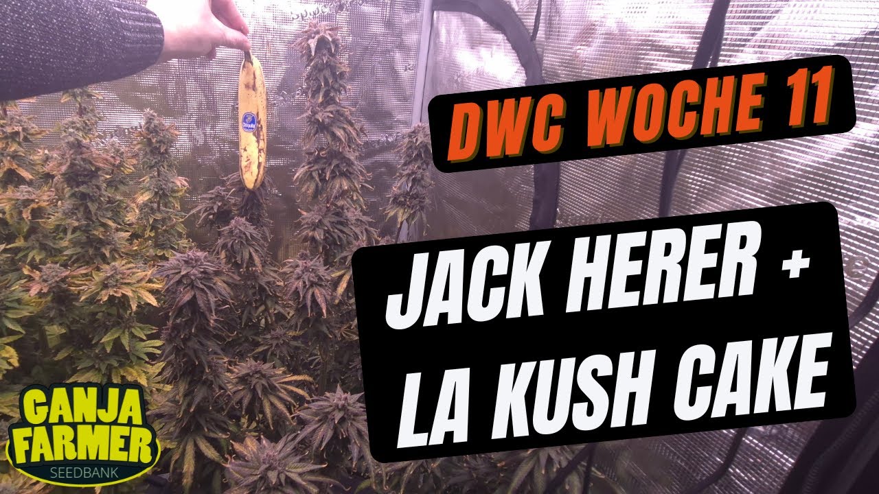 Wurzeln wie aus dem Lehrbuch? 🔬 Trichome-Check + DWC Reservoir-Inspektion