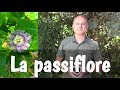 Passiflore