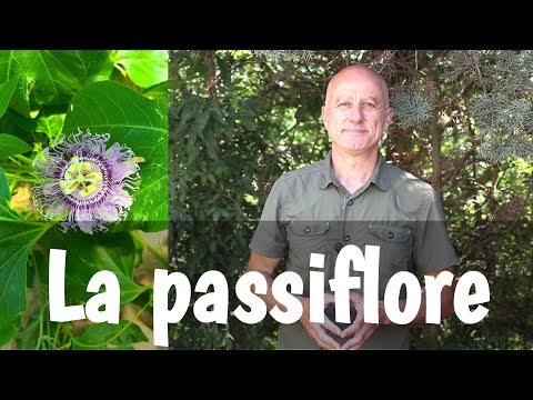 Vidéo: Les Effets Calmants De La Passiflore