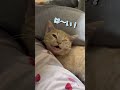 先住猫が下敷きにしても爆睡し続ける子猫が愛おしすぎる...