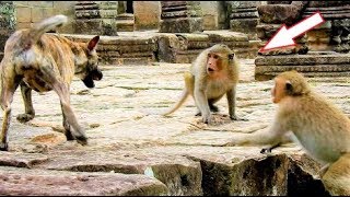 OMG! Dog Attacks With Amari Monkey Group, Jill And Jack Attack With Dog Cry So Loudly.