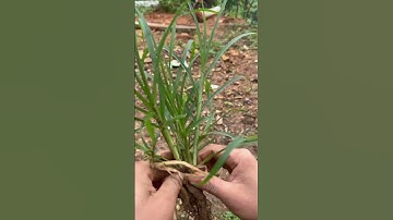 Bài thuốc cỏ mần trầu#conongdan