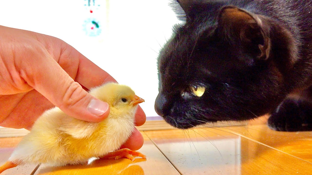 なぴちゃぴページ Black Cat and Chick - YouTube