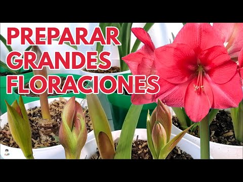 Video: Het amaryllis kunsmis nodig: leer meer oor amaryllis-kunsmisvereistes