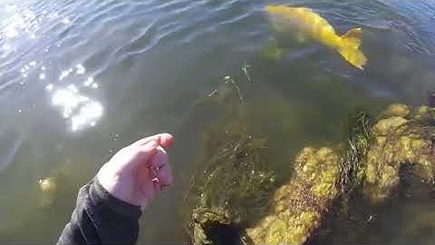 Câu cá chép vàng khủng và cái kết đi vào lòng người