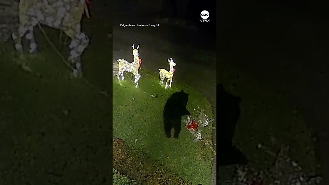 Bear takes down reindeer Christmas decorations