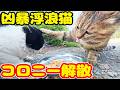 凶暴な浮浪オス猫の出現でコロニーが解散する?さくらねこたちへのエサやり【視聴だけでも猫たちを助けることになります】支援者様 視聴者様 猫たちに神のご加護を!野良猫の感動猫動画