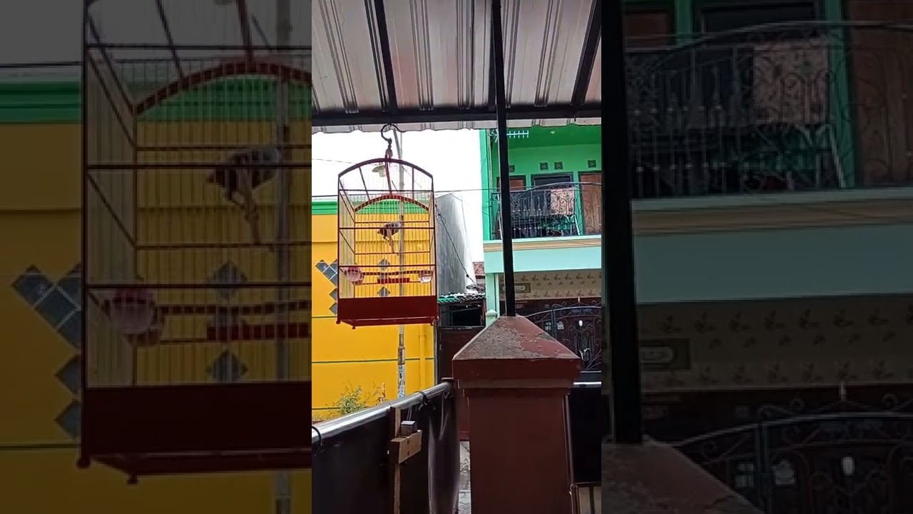 tarung poksay hongkong vs wambi.. ngrameni omah lurr