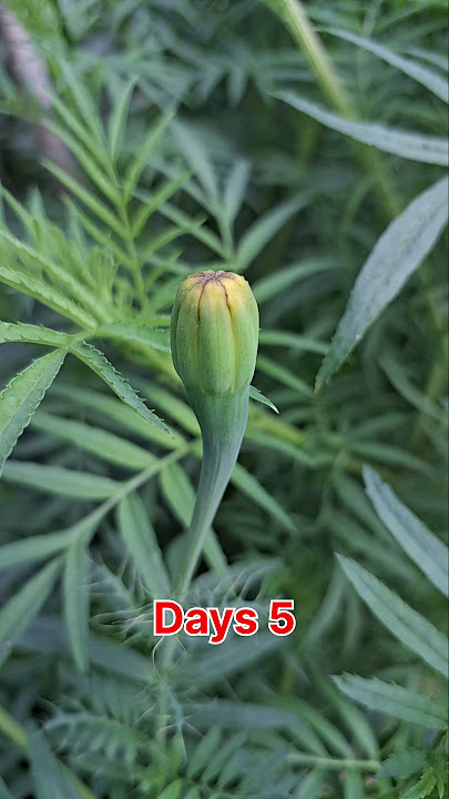 Marigold Time Lapse ll Marigold flower #short #Marigold #flower