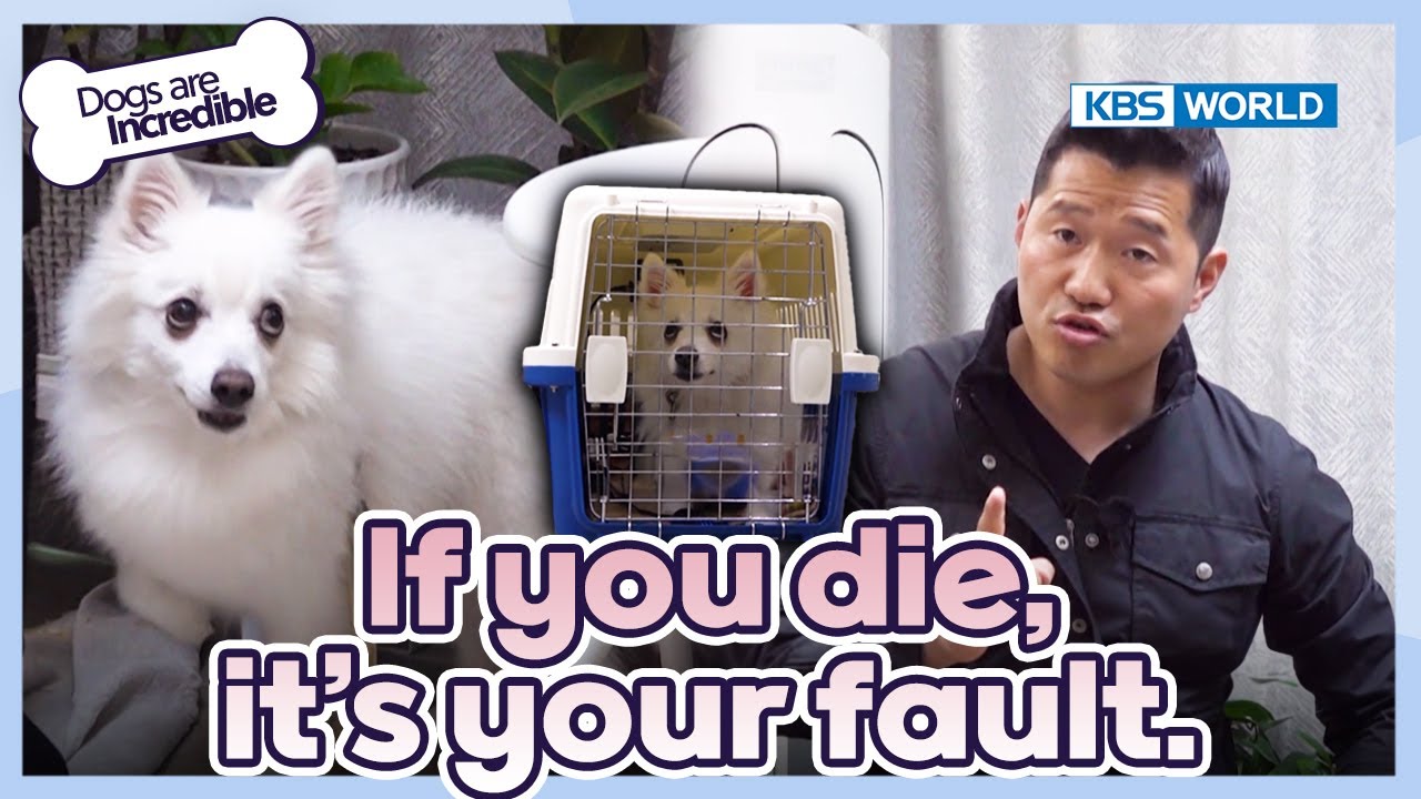 If you die, it's your fault☹️ [Dogs Are Incredible : EP.219-3] | KBS WORLD TV 240514