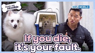 If You Die, It's Your Fault☹️ [Dogs Are Incredible : Ep.219-3] | Kbs World Tv 240514