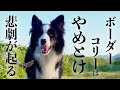 飼う前に知ってほしい事【ボーダーコリーが飼いにくい点7選】