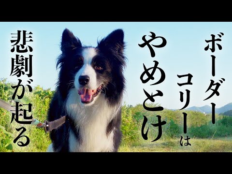 飼う前に知ってほしい事【ボーダーコリーが飼いにくい点7選】