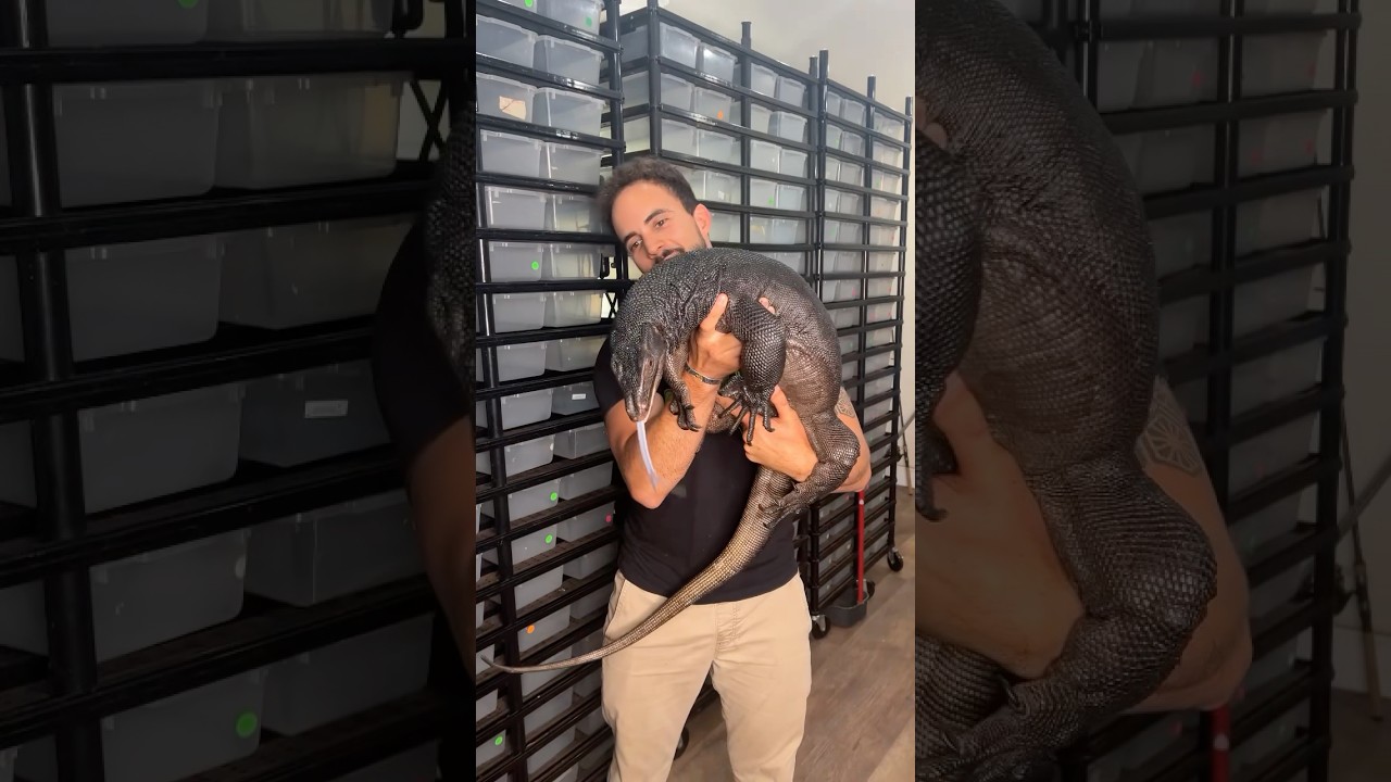 When your monitor lizard channels their inner dragon 🐉 