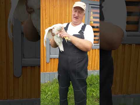 КУРЫ МИРОВОГО КЛАССА!!!