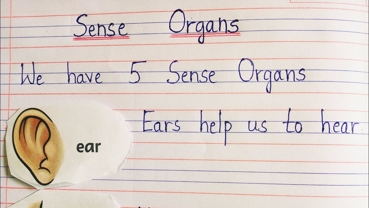 Sense Organs in English Sense Organs name Sense Organs for kids Learn ...