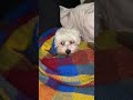 Chloe en su mantita 😍🐶🐾#perros #perro #dog #dogs #perritos #baby #babydog #chloe#bichonmaltes