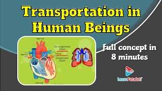 Class 10 Science Life Processes - Transportation in Human Beings - LearnFatafat