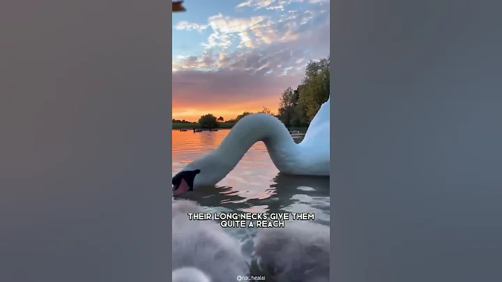 Swan 🦢 One Of The Cutest and Dangerous Animals In The World #shorts - DayDayNews
