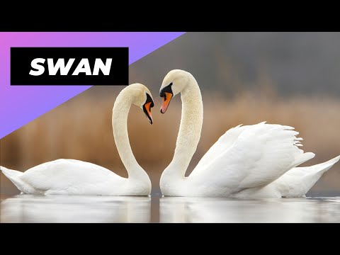 Video: Jak velká je labuť koscoroba?