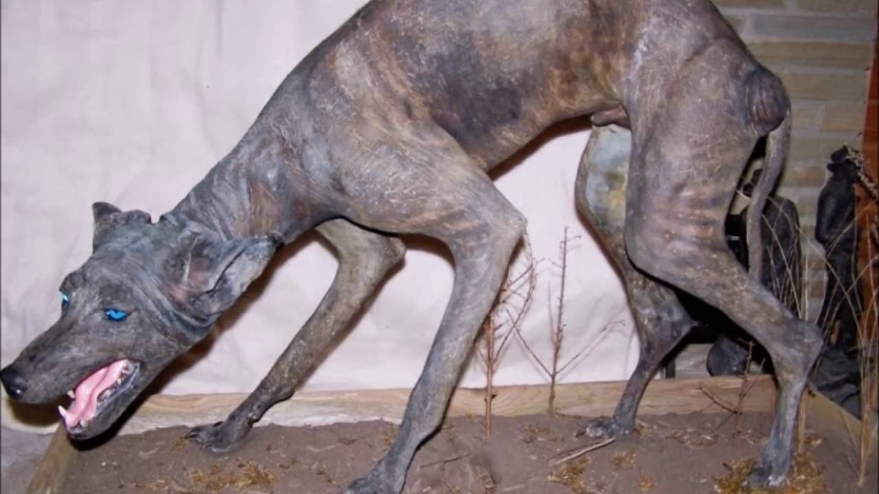 La Chupacabra Debunked By Pvi YouTube