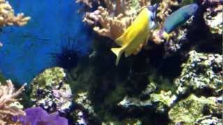 Lunar Wrasse - Fish