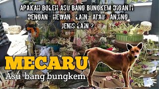 Begini Makna Asu Bang Bungkem dalam Caru Panca Kelud.