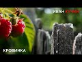 Иван Кучин - Кровинка