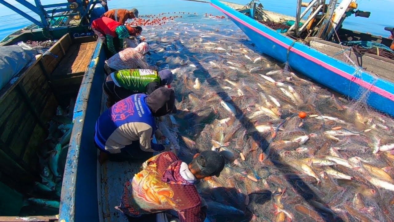Luar biasa‼️kawanan ikan ini mengapung seperti lautan ikan