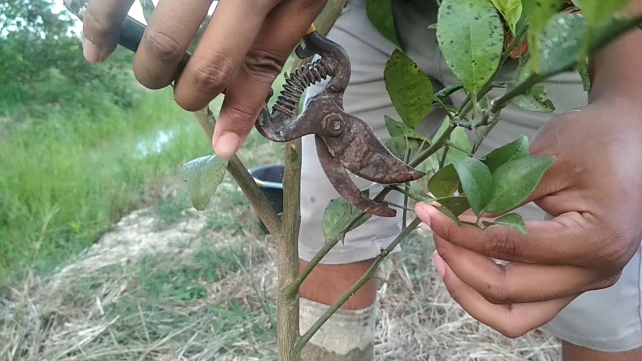 Pruning Jeruk Tahap Awal Yang Harus Diperhatikan