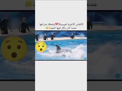 الحوت الذي قتل جيسيكا مدربته Asmr Youtubeislife