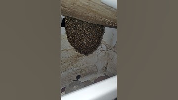 Checking On My Swarm Trap.