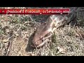 Pythons Hulchul in Adilabad District