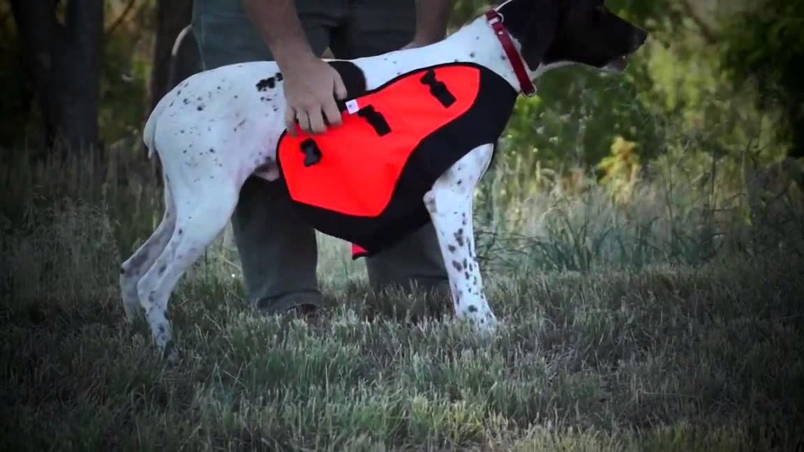 Body Guard Dog Vest YouTube