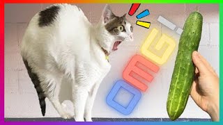 CATS AFRAID OF CUCUMBERS | 😻 Best Of The 2021 Funny Animal Videos 🐶 | Funny And Crazy Animals by Funny and Crazy Animals 193 views 2 years ago 3 minutes, 35 seconds