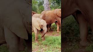 Cute baby elephant shortvideo viral babyelephant elephant funny funnyvideo