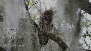 Barred Owl, Circle B Bar Reserve, Lakeland Florida