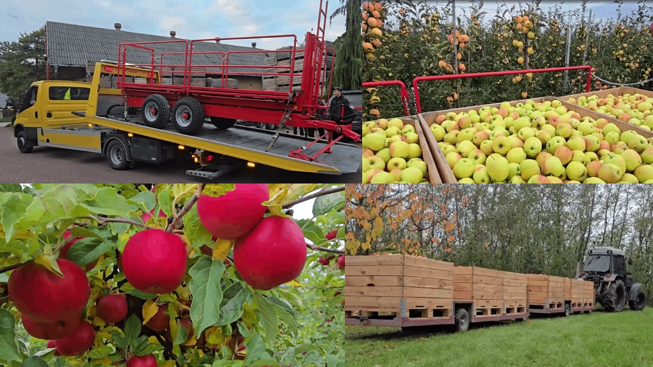 Zbiory jabłek 2025 - Nowa platforma sadownicza