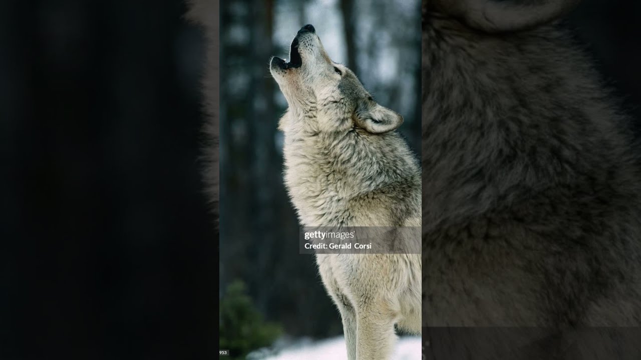 Ravaging Nature Wolf Wildlife Scary