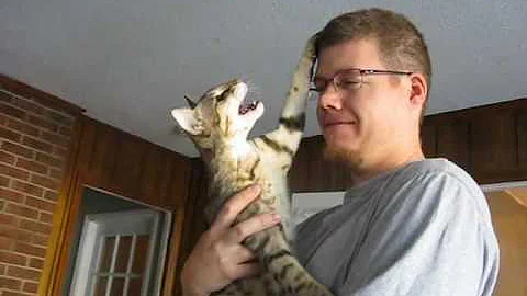 Video 249381: f6 savannah cat, f1 savannah cat, talking savannah, savannah kitten