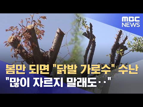 "Chicken Foot" Street Trees Suffering Every Spring: "We Told Them Not to Cut So Much..." (04/26/2...