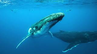 Unit 1: The importance of seas and oceans | ApS Ecomar