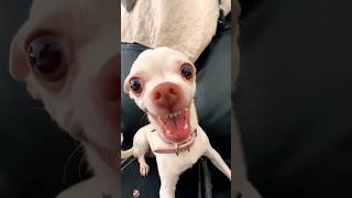 Kuchi Kuchi Funny Dog  | Cute Dog | kittylove4u | #shorts #funny #dog #chihuahua #pets