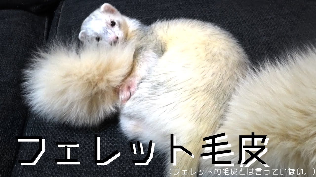 フェレットが毛皮なのか、はたまた毛皮がフェレットなのか（哲学