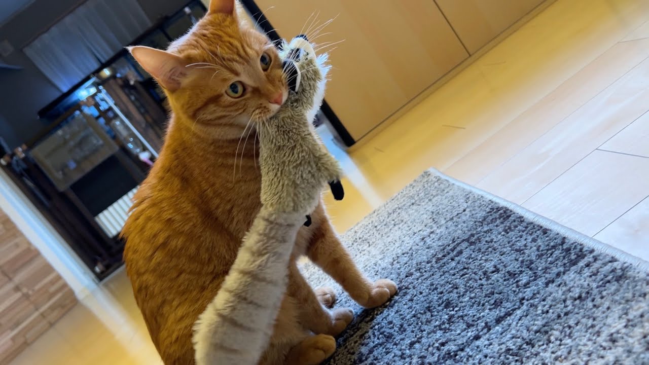 狩猟本能が目覚めた猫がかっこいい A Cool Cat With An Awakened Hunting Instinct Youtube